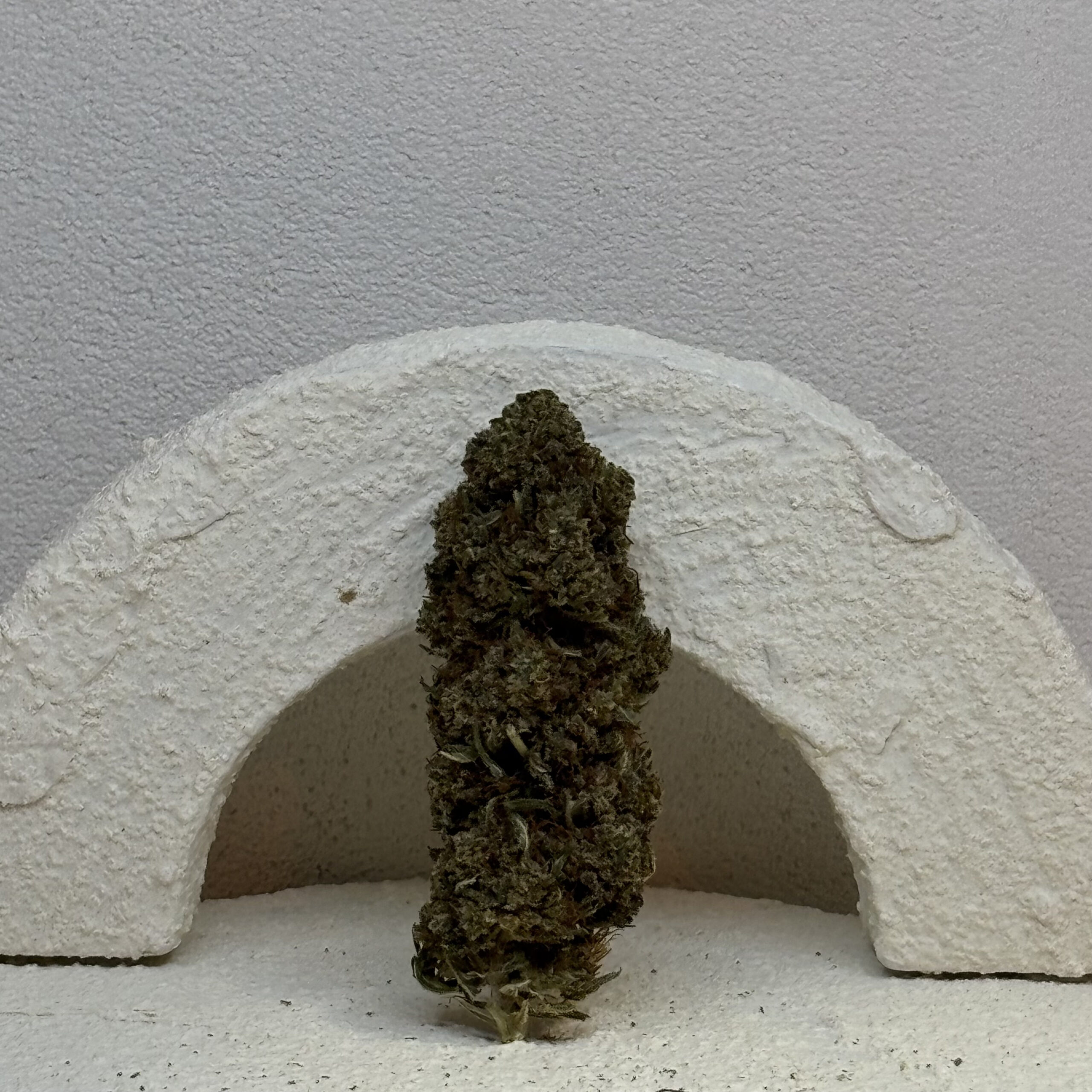 Gorilla- INDICA ++
